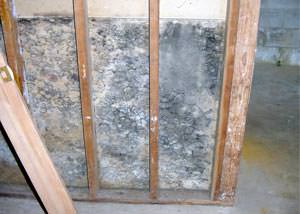 A mold-damaged wall section in a wet basement