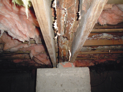 Rotted wood caused by mold in the Ann Arbor, MI basement